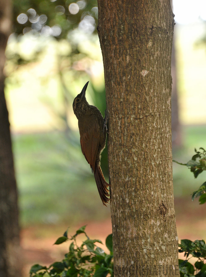 Dendrocolaptes platyrostris [300 mm, 1/60 sec at f / 7.1, ISO 1000]